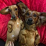 dogs, dachshund, pets, canine, two_dogs, brown_fur, long_ears, floppy_ears, belly_up, lying_down, adorable, cute, portrait, close_up, pink_blanket, indoor, petting, human_hand, manicured_nails, companionship