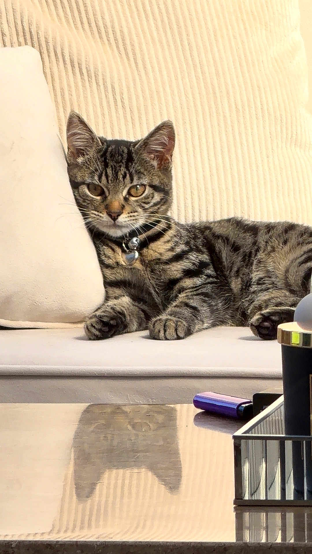 Whiskey is registered to the contest to win money with this photo: cat, tabby, couch, indoor, reflection, feline, pet, relaxed, fur, whiskers, collar, bell, table, shadow, home, cozy, striped, animal, resting, domestic