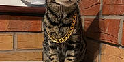 Whiskey joined the competition — help win amazing prizes! animal, brick_wall, cat, collar, cute, domestic_cat, feline, fur, gold_chain, house_cat, indoor, looking_away, paws, pet, portrait, sitting, striped, tabby, whiskers, young_cat