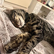 Whiskey joined the competition — help win amazing prizes! animal, bedroom, blanket, cat, collar, cozy, cute, domestic, fur, furniture, indoor, paws, pet, relaxed, resting, sleeping, soft, tabby, vanity, whiskers