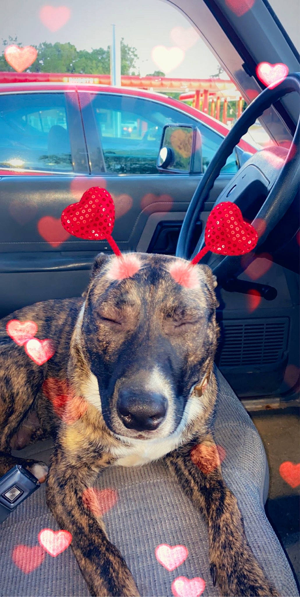 Keno joined the competition — help win amazing prizes! canidae, car, carnivore, dog, dog_breed, fawn, louisiana_catahoula_leopard_dog, mammal, non_sporting_group, snout