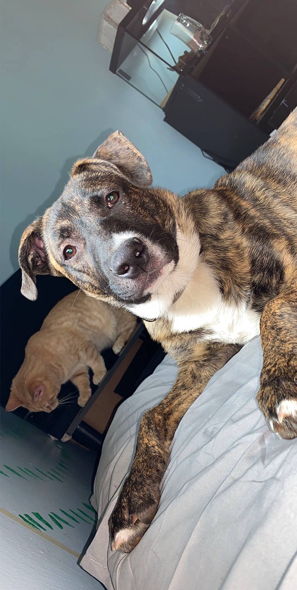 Keno joined the competition — help win amazing prizes! alaunt, american_bulldog, american_pit_bull_terrier, american_staffordshire_terrier, canidae, carnivore, cimarron_uruguayo, dog, dog_breed, louisiana_catahoula_leopard_dog, mountain_cur, non_sporting_group, perro_de_presa_canario, pit_bull, plott_hound, pointer, snout, sporting_group, vertebrate
