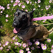 Zara is registered to the contest to win money with this photo: dog, flower, pink_flower, leash, happy, outdoor, grass, nature, pet, canine, sunlight, smiling, garden, spring, animal, mammal, closeup, tongue_out, ears, cute