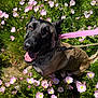 dog, flower, pink_flower, leash, happy, outdoor, grass, nature, pet, canine, sunlight, smiling, garden, spring, animal, mammal, closeup, tongue_out, ears, cute
