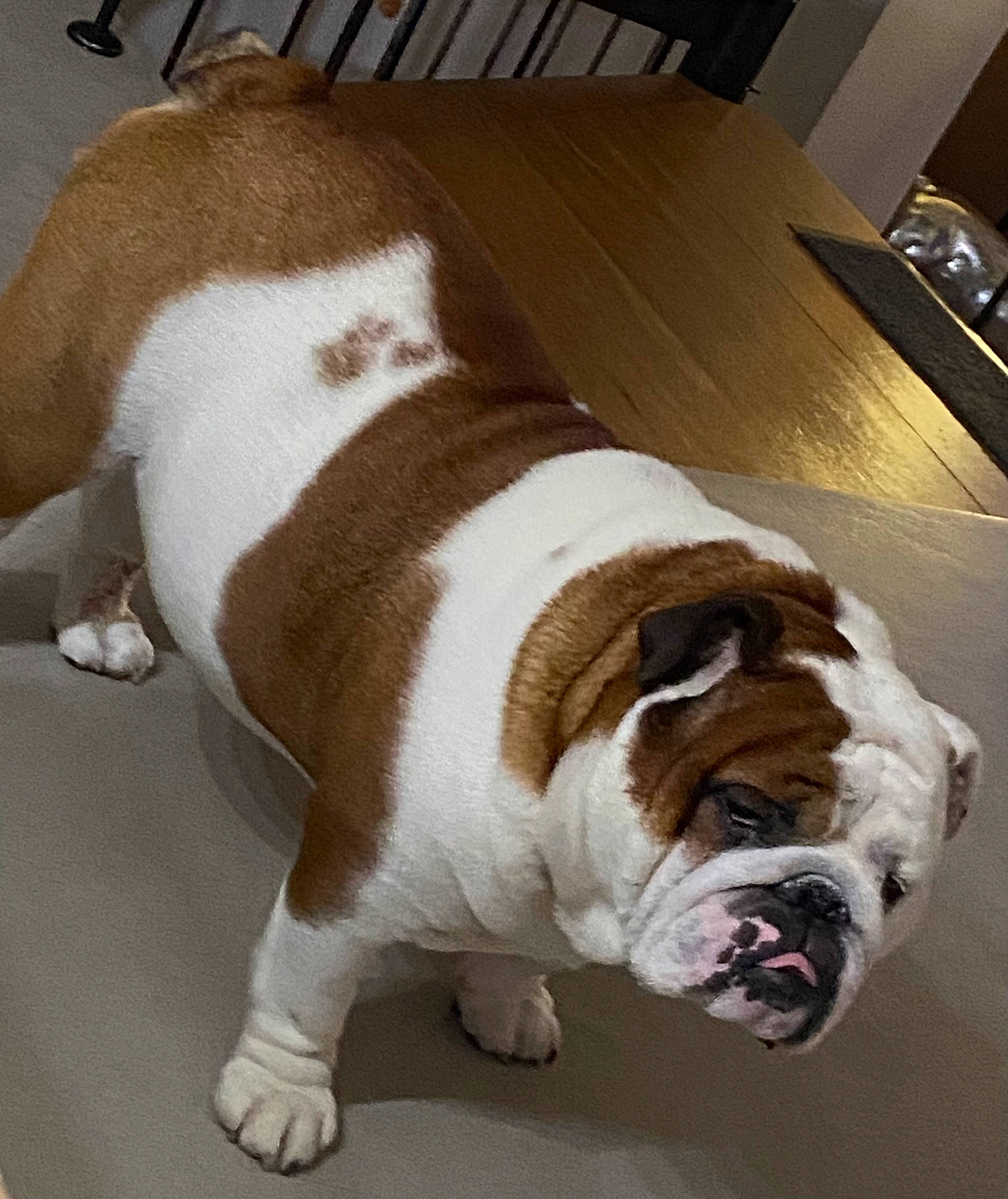 Maurice a rejoint le concours — aidez-le/la à gagner de superbes lots ! australian_bulldog, basset_hound, bulldog, carnivore, collar, comfort, companion_dog, dog, dog_breed, dog_collar, fawn, flooring, fur, snout, sporting_group, tail, whiskers, white_english_bulldog, wood, working_animal