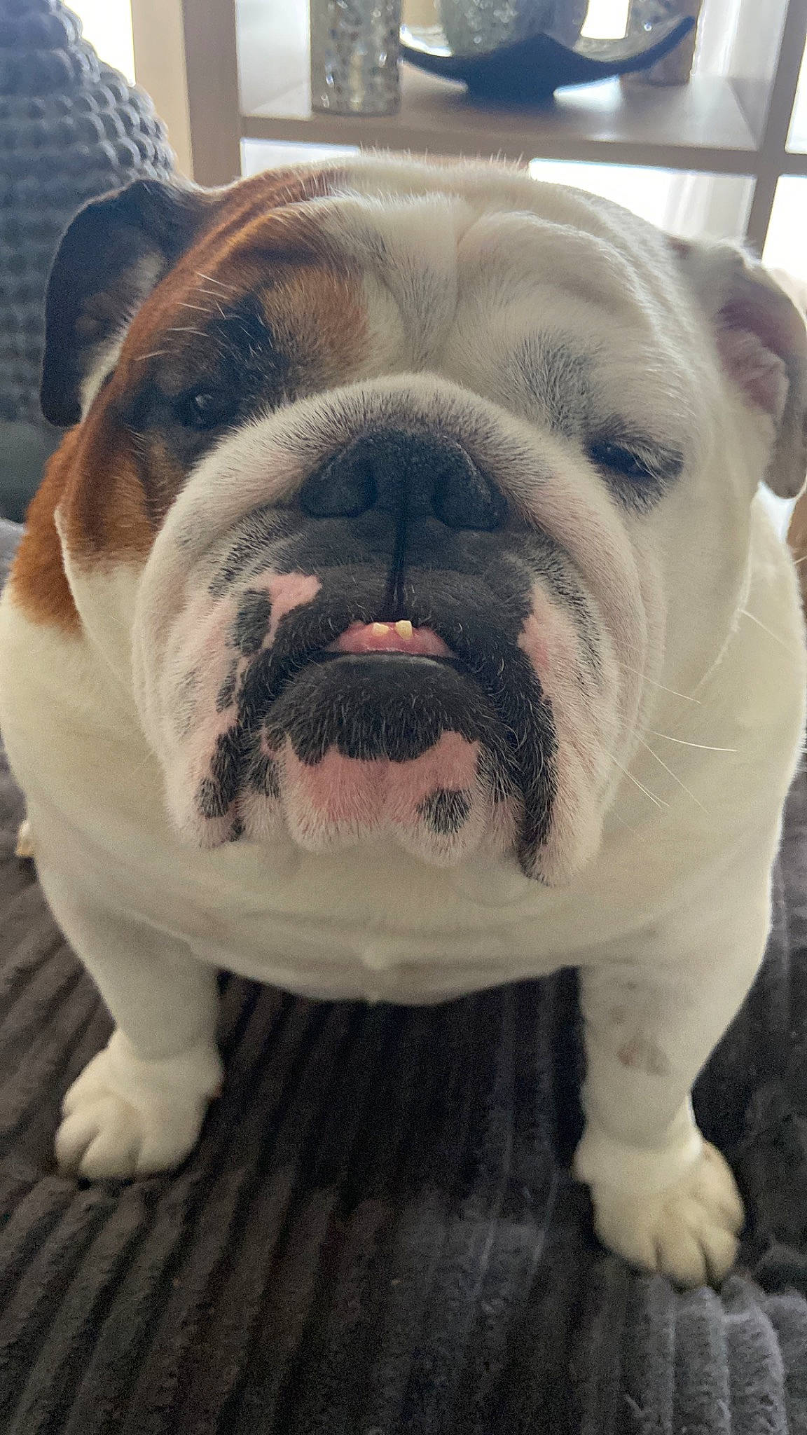 Maurice a rejoint le concours — aidez-le/la à gagner de superbes lots ! bulldog, carnivore, companion_dog, dog, dog_breed, fang, fawn, molosser, non_sporting_group, snout, sporting_group, terrestrial_animal, white_english_bulldog, window, working_animal, working_dog, wrinkle