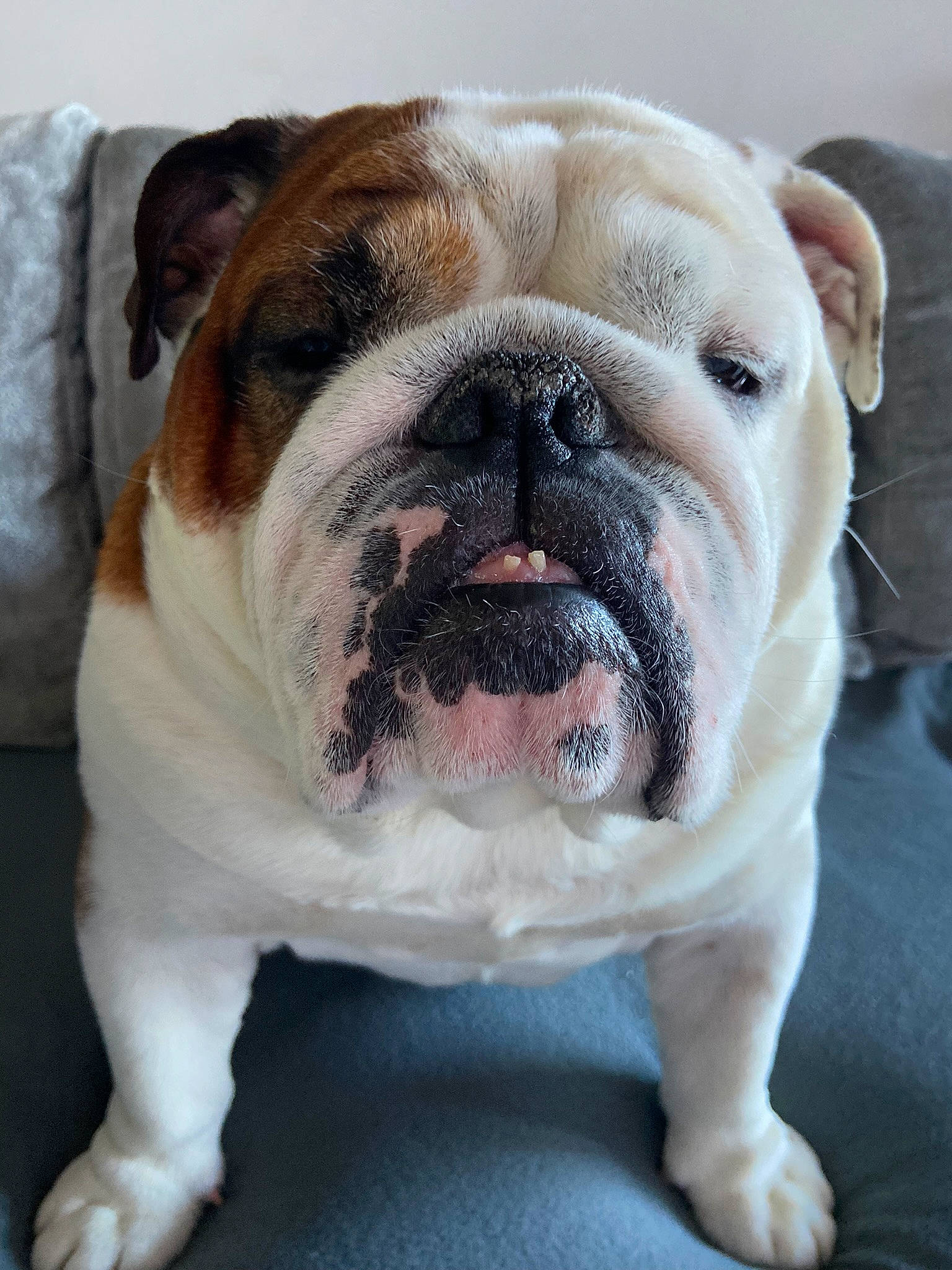 Maurice participe au concours pour gagner de l'argent avec cette photo : bulldog, canidae, carnivore, collar, comfort, companion_dog, dog, dog_breed, dog_collar, fang, fawn, non_sporting_group, old_english_bulldog, snout, sporting_group, terrestrial_animal, whiskers, working_animal, working_dog, wrinkle