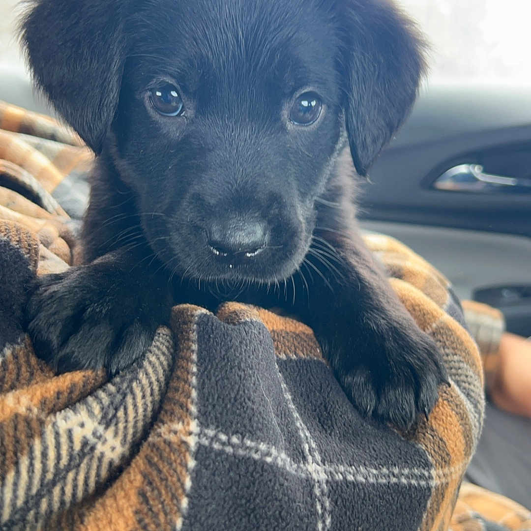 Oliver Pickles is registered to the contest to win money with this photo: animal, blanket, canine, dog, face, head, hound, labradorretriever, person, pet, photography, portrait, puppy, quilt, tartan, towel