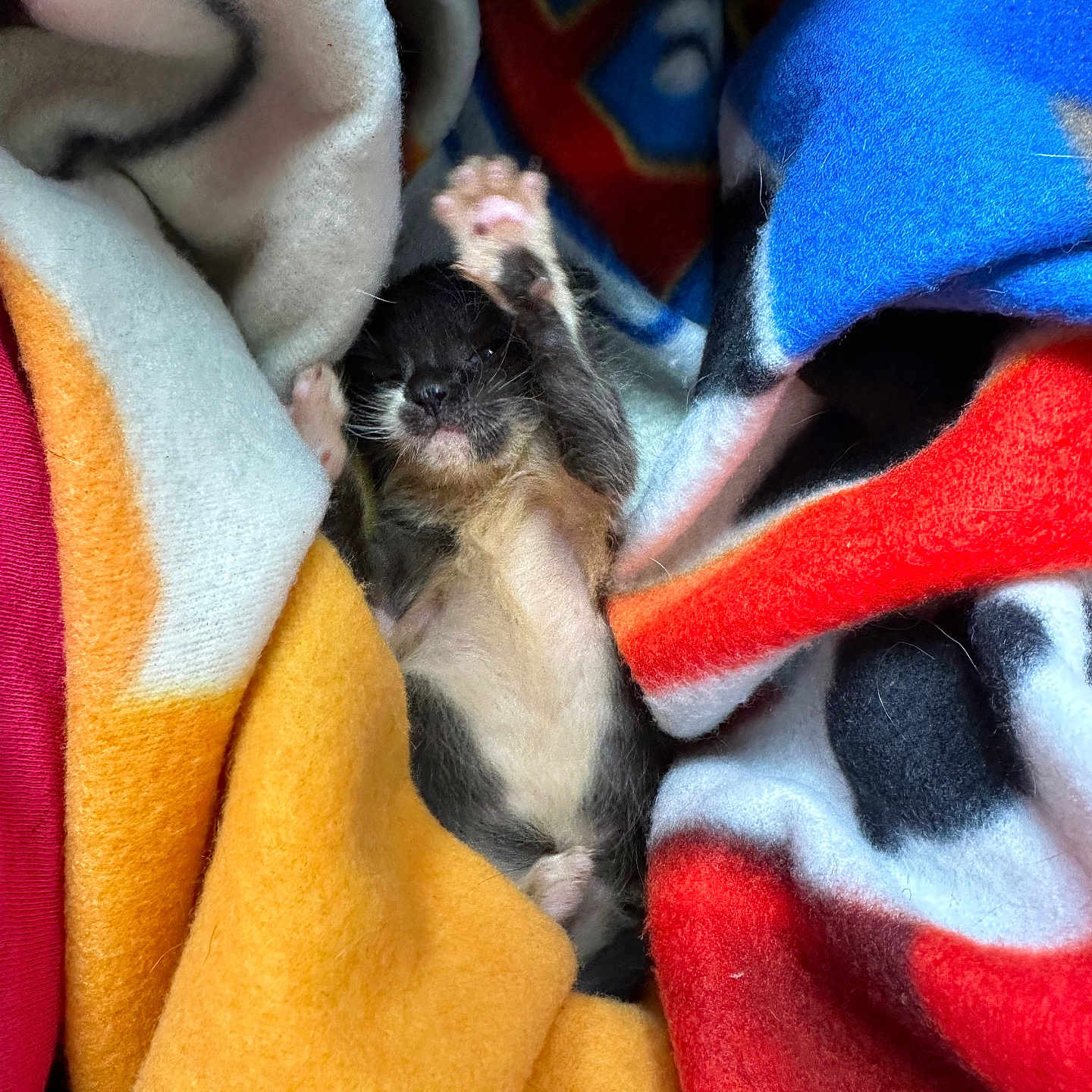 Stella participe au concours pour gagner de l'argent avec cette photo : animal, baby, blanket, canine, cat, dog, ferret, furniture, hound, kitten, laundry, person, pet, plush, puppy, quilt, rabbit, sleeping, towel, toy