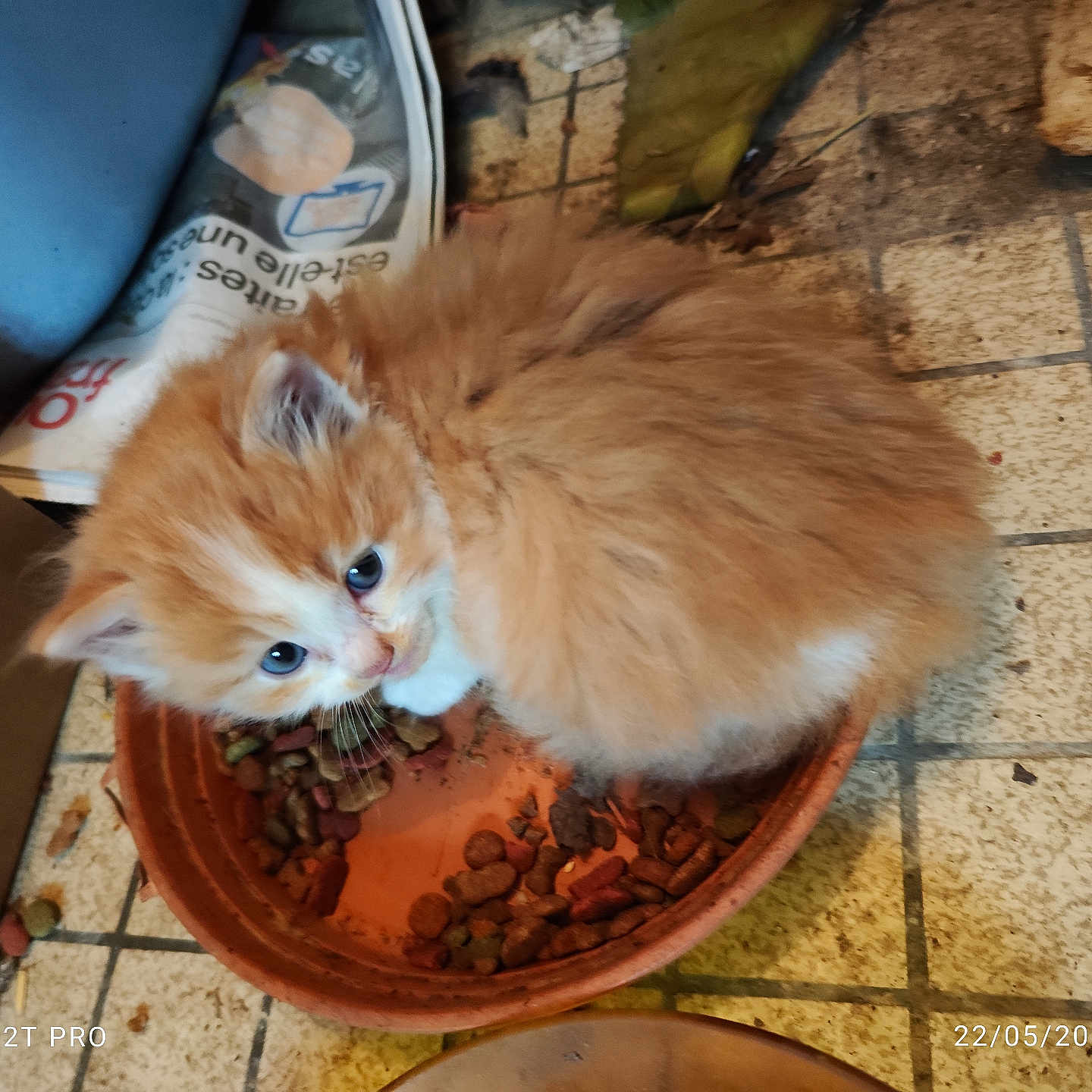 Aiko participe au concours pour gagner de l'argent avec cette photo : animal, blue_eyes, cat, cozy, curious, cute, feline, floor, fluffy, food_bowl, indoor, kibble, kitten, messy, orange_cat, pet, sitting, small, tiled_floor, young_cat
