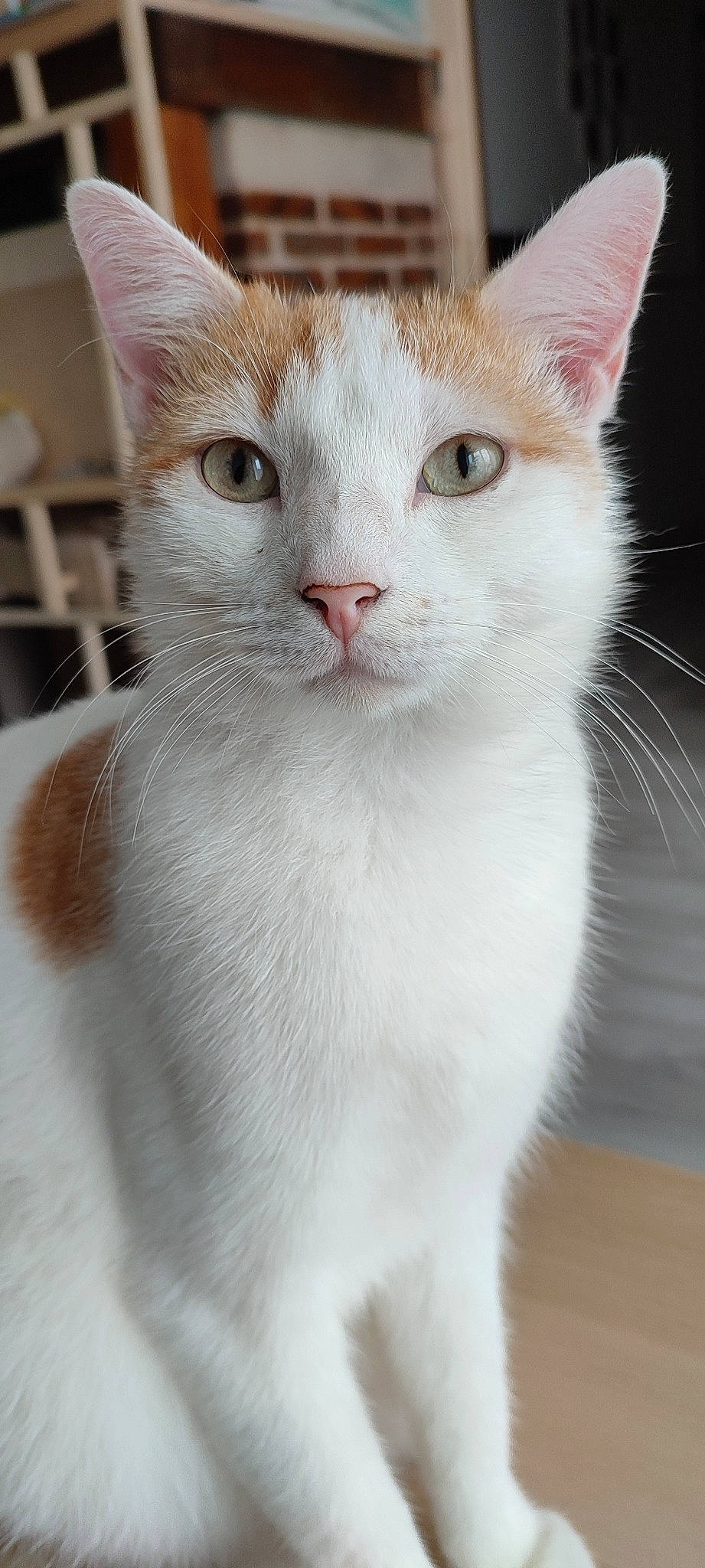 Pioupiou a rejoint le concours — aidez-le/la à gagner de superbes lots ! carnivore, cat, domestic_short_haired_cat, ear, eye, fawn, felidae, fur, head, iris, nose, paw, pet_supply, shelf, small_to_medium_sized_cats, snout, whiskers, window