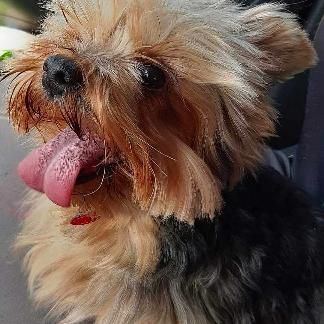 Furka a rejoint le concours — aidez-le/la à gagner de superbes lots ! animal, black_and_tan, canine, car_interior, close_up, companion, cute, dog, domestic_animal, ears, fluffy, fur, happy, pet, portrait, seat, sitting, small_dog, tongue, tongue_out