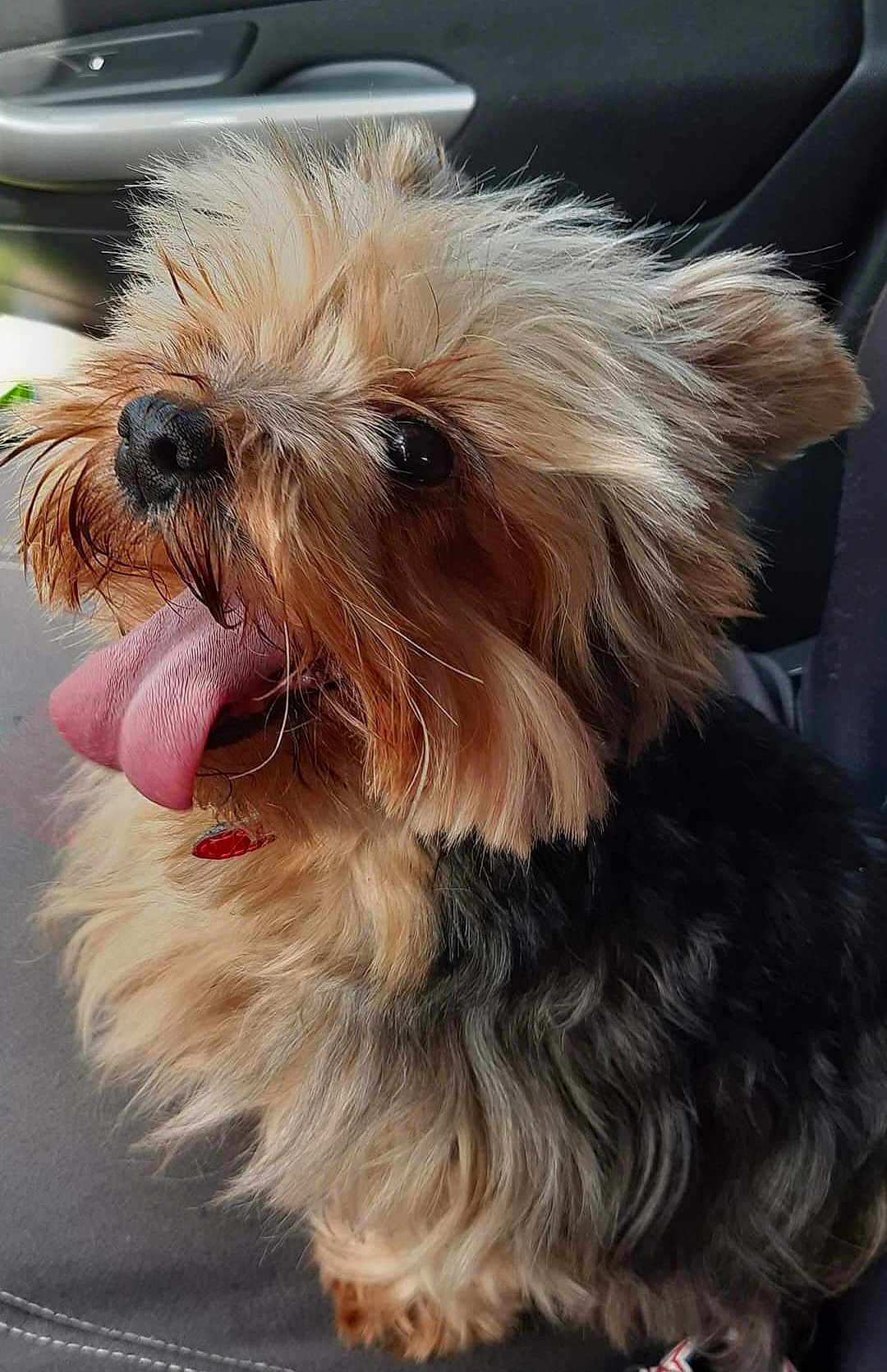 Furka a rejoint le concours — aidez-le/la à gagner de superbes lots ! dog, tongue_out, fluffy, small_dog, car_interior, seat, pet, happy, cute, fur, animal, canine, close_up, companion, domestic_animal, tongue, ears, black_and_tan, sitting, portrait
