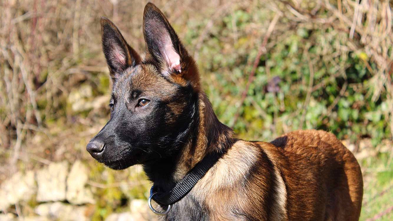 Saika participe au concours pour gagner de l'argent avec cette photo : belgian_shepherd_malinois, canidae, carnivore, collar, dog, dog_breed, east_european_shepherd, eye, fawn, fur, german_shepherd_dog, herding_dog, king_shepherd, old_german_shepherd_dog, snout, sporting_group, terrestrial_animal, wildlife, working_animal, working_dog