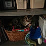 cat, tabby, basket, shelf, container, sugar, flour, kitchen, cozy, dim_light, fabric, books, storage, homedecor, pet, animal, indoor, quiet, resting, fur