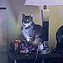 Yoda is registered to the contest to win money with this photo: cat, tabby, lamp, table, indoor, clutter, electronics, cord, dark, shadow, furniture, pet, animal, resting, side_view, domestic, low_light, grainy, quiet, night
