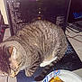 cat, tabby_cat, laptop, computer, keyboard, burger, cheeseburger, plate, table, indoor, pet, animal, food, electronics, cord, closeup, feline, resting, domestic, fur