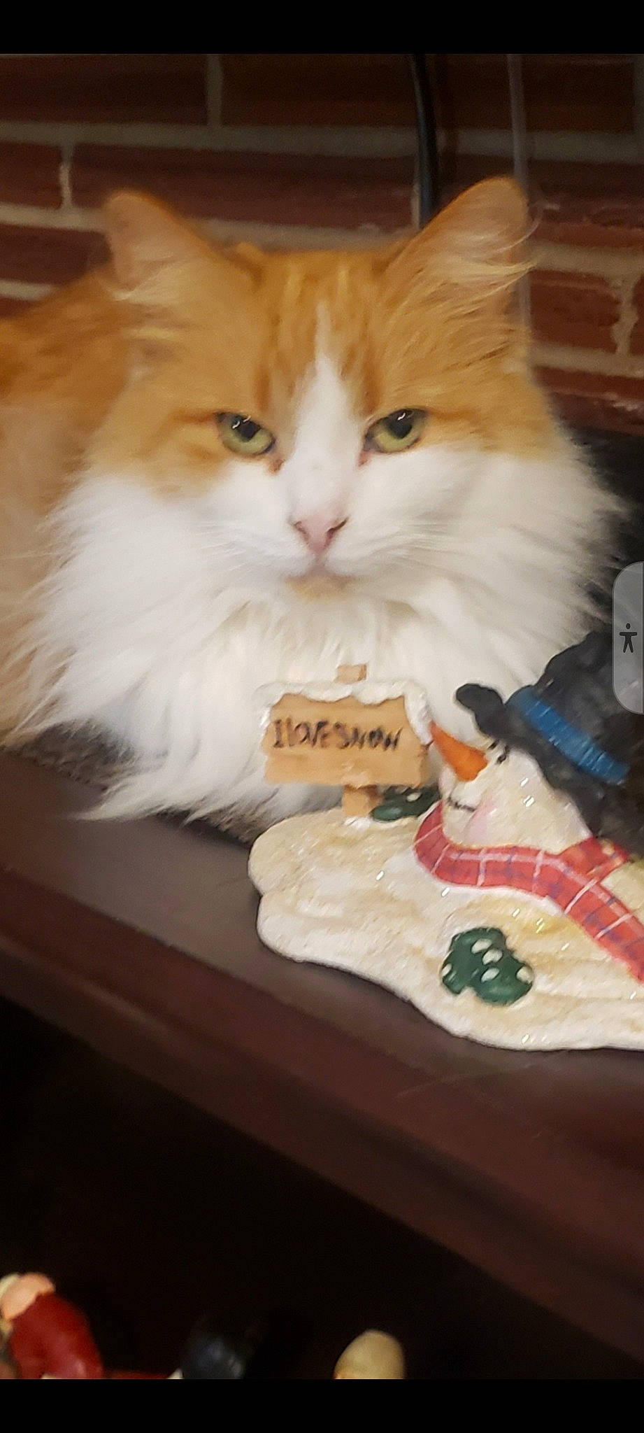 Truffles is registered to the contest to win money with this photo: box, cardboard, carmine, carnivore, cat, claw, comfort_food, domestic_short_haired_cat, fawn, felidae, fur, mammal, paw, recreation, sitting, small_to_medium_sized_cats, tail, vertebrate, whiskers