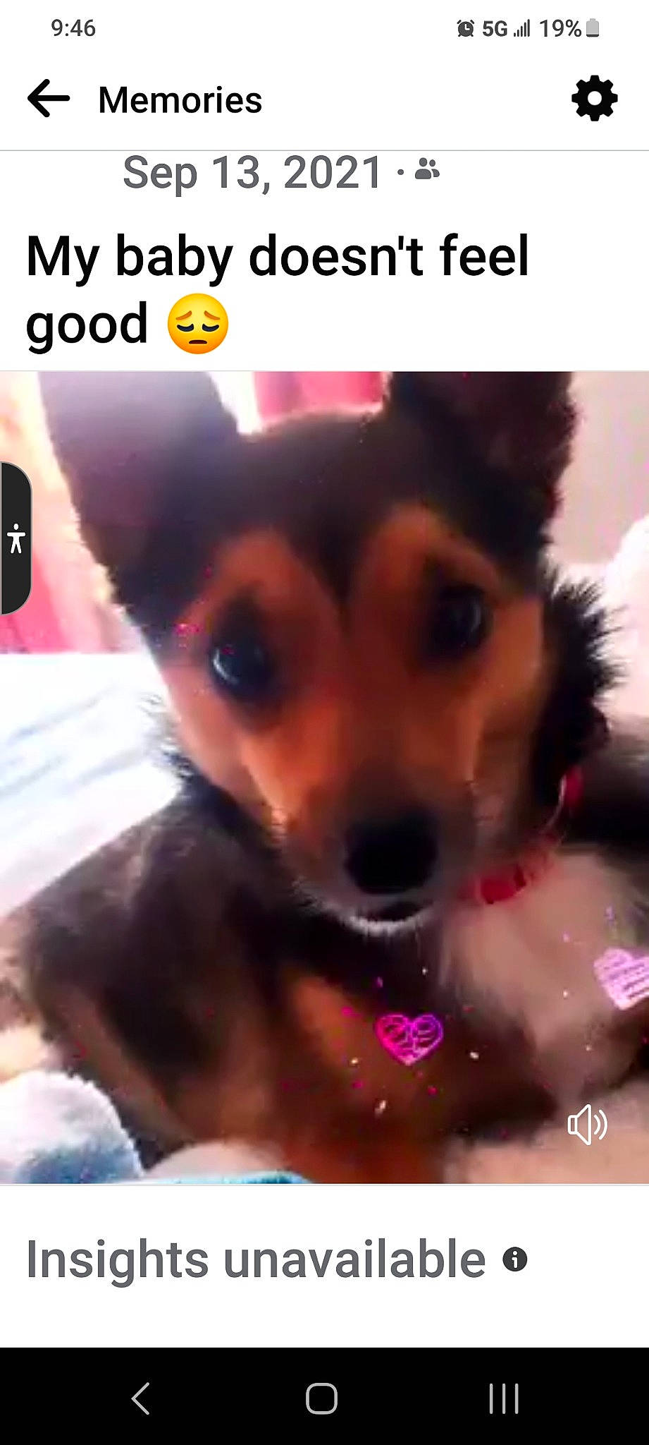 Sassy joined the competition — help win amazing prizes! art, canidae, carnivore, companion_dog, dog, dog_breed, dog_supply, ear, eyelash, font, fur, happy, magenta, paw, photo_caption, photography, puppy_love, snout, toy_dog, whiskers