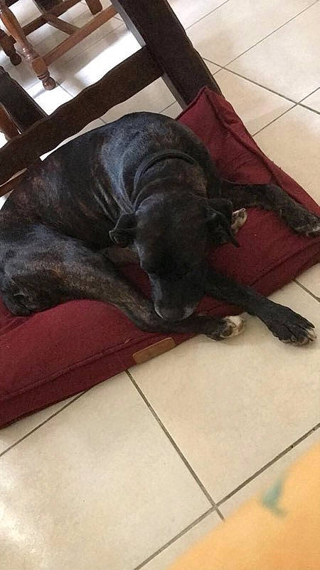 Dina a rejoint le concours — aidez-le/la à gagner de superbes lots ! canidae, carnivore, comfort, companion_dog, dog, dog_breed, fawn, felidae, flooring, fur, hardwood, liver, small_to_medium_sized_cats, snout, tail, terrestrial_animal, whiskers, wood, working_animal, wrinkle