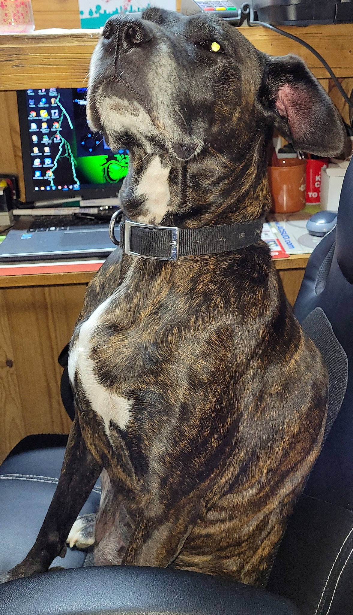 Dina a rejoint le concours — aidez-le/la à gagner de superbes lots ! canidae, carnivore, collar, companion_dog, computer_keyboard, computer_monitor, dog, dog_breed, dog_collar, fawn, fur, home_appliance, input_device, liver, peripheral, snout, space_bar, sporting_group, whiskers, working_animal