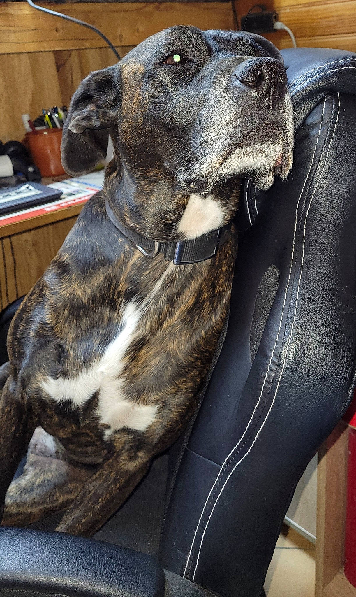 Dina a rejoint le concours — aidez-le/la à gagner de superbes lots ! carnivore, collar, companion_dog, dog, dog_breed, dog_collar, fawn, fur, guard_dog, metal, non_sporting_group, sighthound, snout, sporting_group, whiskers, working_animal, working_dog