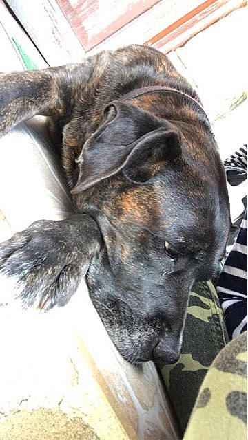 Dina a rejoint le concours — aidez-le/la à gagner de superbes lots ! canidae, carnivore, claw, collar, companion_dog, dog, dog_breed, dog_collar, ear, fawn, fur, guard_dog, liver, snout, sporting_group, terrestrial_animal, treeing_tennessee_brindle, whiskers, working_animal, working_dog