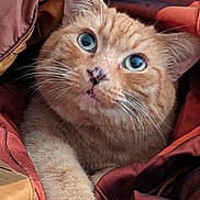 Tigger is registered to the contest to win money with this photo: cat, orange_tabby, whiskers, fur, blanket, cozy, curious_eyes, pet, indoor, snuggled, soft_texture, closeup, sleepy, warm_colors, feline, cute, resting, comfort, animal, domestic_cat