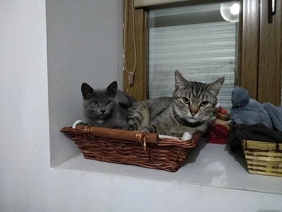 Ernest participe au concours pour gagner de l'argent avec cette photo : american_shorthair, asian, carnivore, cat, chartreux, domestic_short_haired_cat, dragon_li, european_shorthair, felidae, kitten, mammal, pixie_bob, russian_blue, small_to_medium_sized_cats, tabby_cat, whiskers