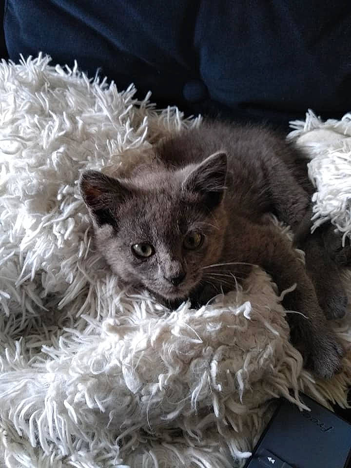 Ernest a rejoint le concours — aidez-le/la à gagner de superbes lots ! carnivore, cat, cornish_rex, devon_rex, felidae, fur, german_rex, kitten, laperm, mammal, nebelung, oriental_longhair, rex_cat, russian_blue, selkirk_rex, small_to_medium_sized_cats, whiskers