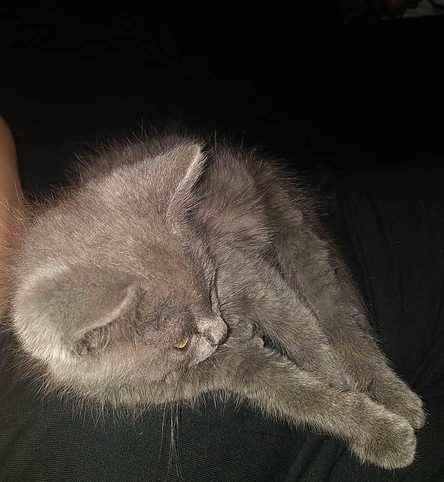 Ernest participe au concours pour gagner de l'argent avec cette photo : british_shorthair, carnivore, cat, chartreux, claw, ear, felidae, fur, kitten, nebelung, small_to_medium_sized_cats, tail, whiskers