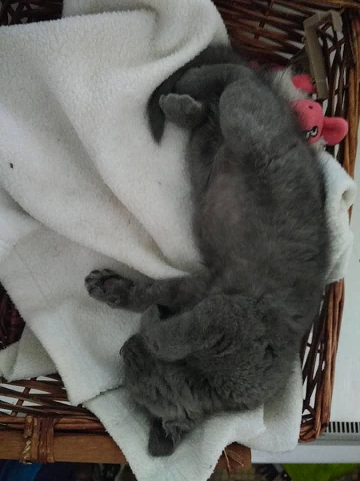 Ernest participe au concours pour gagner de l'argent avec cette photo : fur