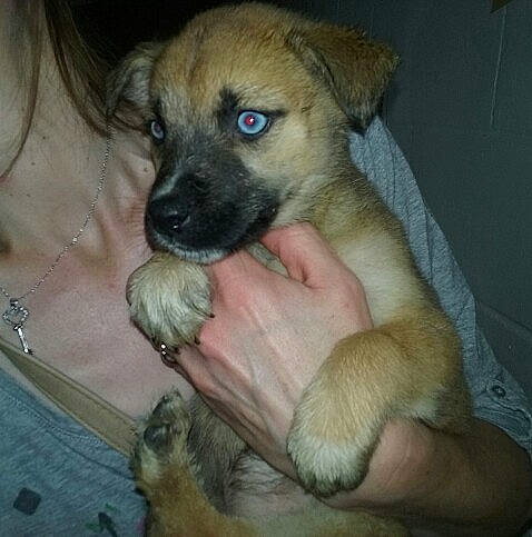 Blue a rejoint le concours — aidez-le/la à gagner de superbes lots ! canidae, carnivore, claw, companion_dog, dog, dog_breed, ear, fawn, fur, jewellery, non_sporting_group, paw, puppy, skin, snout, sporting_group, street_dog, terrestrial_animal, toy_dog, whiskers