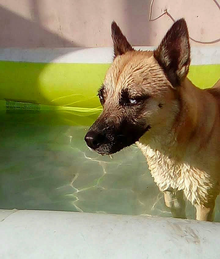 Blue a rejoint le concours — aidez-le/la à gagner de superbes lots ! ancient_dog_breeds, canidae, carnivore, companion_dog, dog, dog_breed, fawn, fur, grass, non_sporting_group, paw, snout, sporting_group, terrestrial_animal, whiskers, wildlife, windshield, working_animal, working_dog