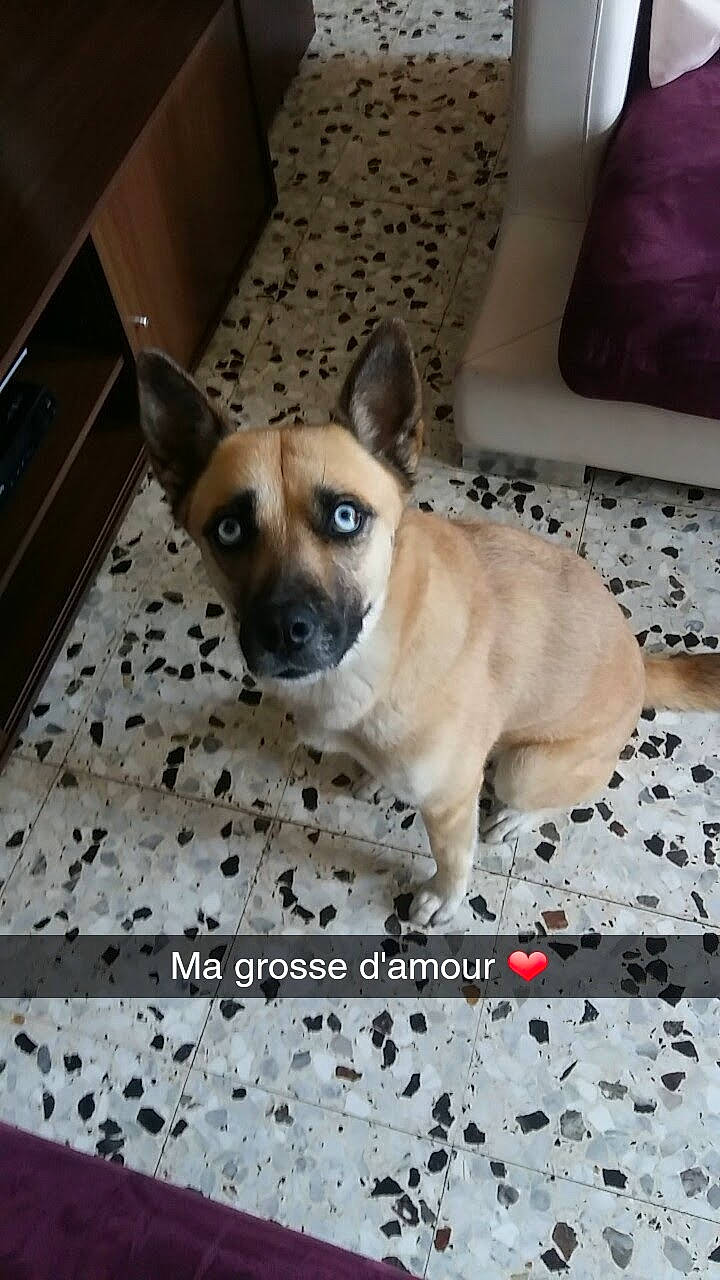 Blue a rejoint le concours — aidez-le/la à gagner de superbes lots ! carnivore, collar, comfort, companion_dog, dog, dog_breed, dog_supply, door, fawn, floor, flooring, fur, hardwood, photo_caption, snout, sporting_group, tail, toy_dog, whiskers, working_animal