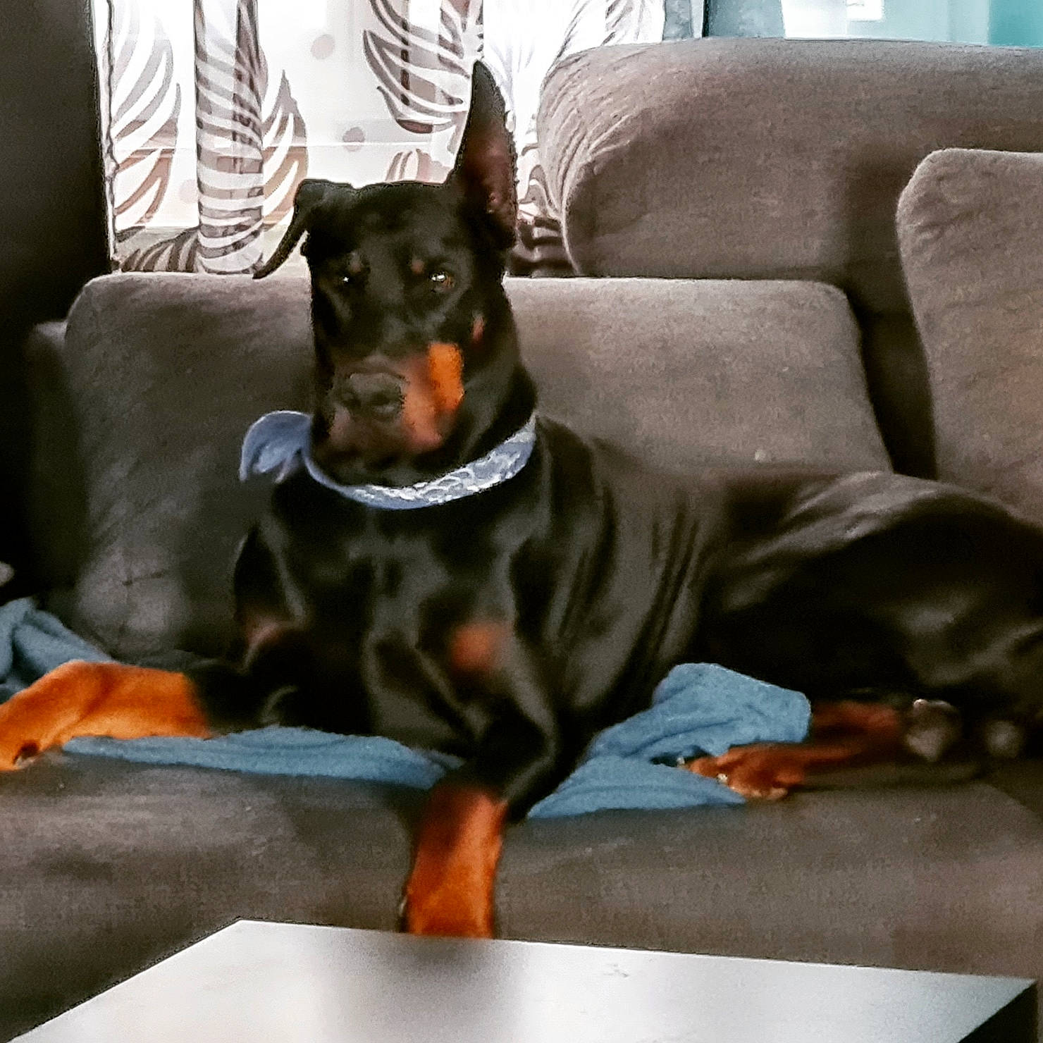 Lemmy participe au concours pour gagner de l'argent avec cette photo : canidae, carnivore, collar, comfort, companion_dog, couch, dobermann, dog, dog_breed, dog_supply, fawn, guard_dog, non_sporting_group, sharing, sleeper_chair, sporting_group, toy_dog, working_animal, working_dog
