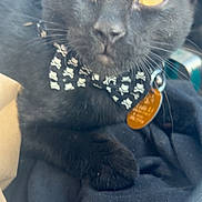 Panther joined the competition — help win amazing prizes! cat, black_cat, bow_tie, pet, animal, yellow_eyes, close_up, indoor, feline, cute, collar, tag, resting, whiskers, soft_light, portrait, face, fur, domestic_cat, skull_pattern