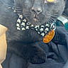 cat, black_cat, bow_tie, pet, animal, yellow_eyes, close_up, indoor, feline, cute, collar, tag, resting, whiskers, soft_light, portrait, face, fur, domestic_cat, skull_pattern