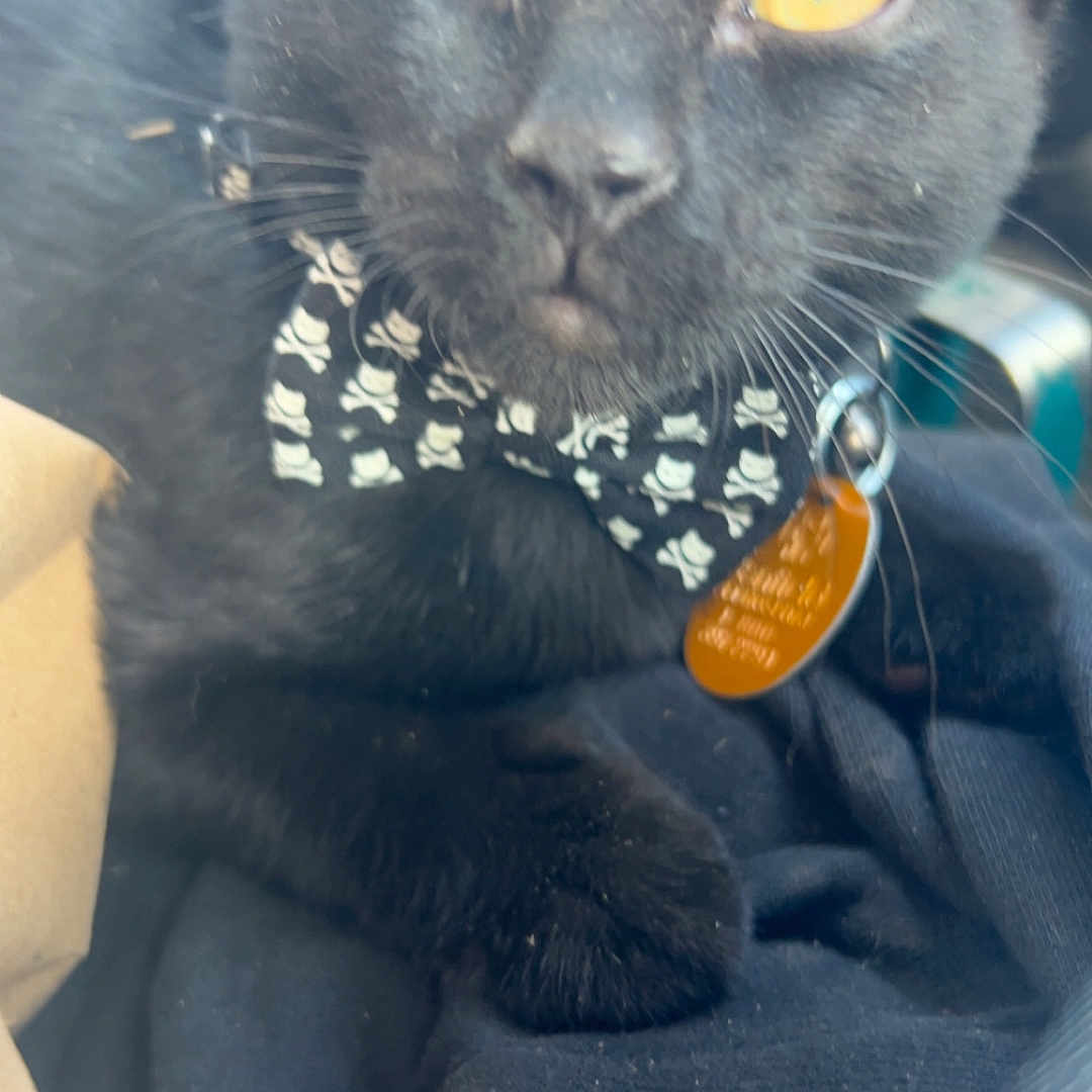 Panther