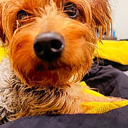 King joined the competition — help win amazing prizes! dog, close_up, wet_fur, brown_fur, black_nose, dark_eyes, pet, cute, cozy, blanket, yellow_blanket, black_blanket, indoor, animal, portrait, fur, small_dog, companion, domestic_animal, snuggle