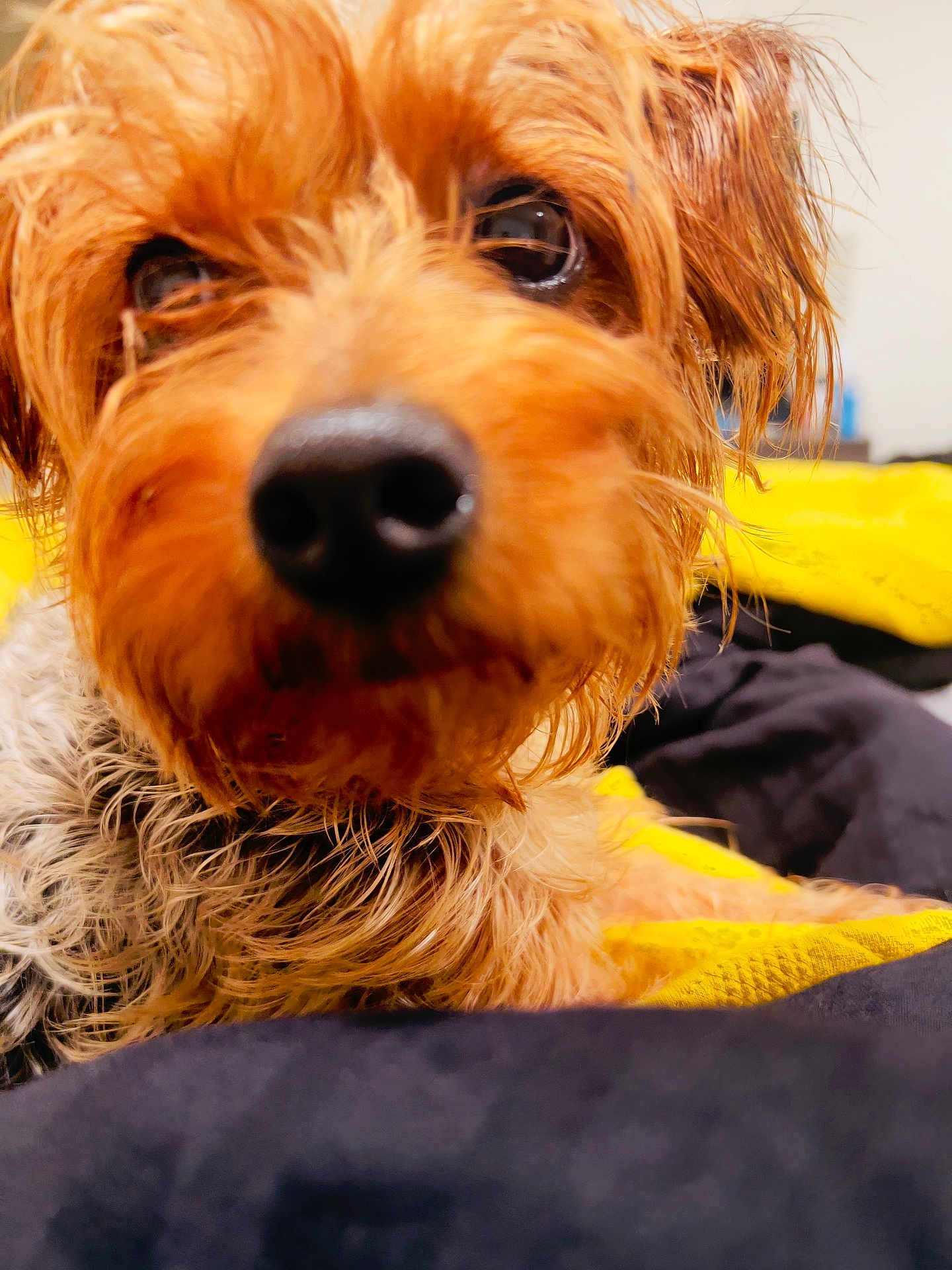 King joined the competition — help win amazing prizes! dog, close_up, wet_fur, brown_fur, black_nose, dark_eyes, pet, cute, cozy, blanket, yellow_blanket, black_blanket, indoor, animal, portrait, fur, small_dog, companion, domestic_animal, snuggle