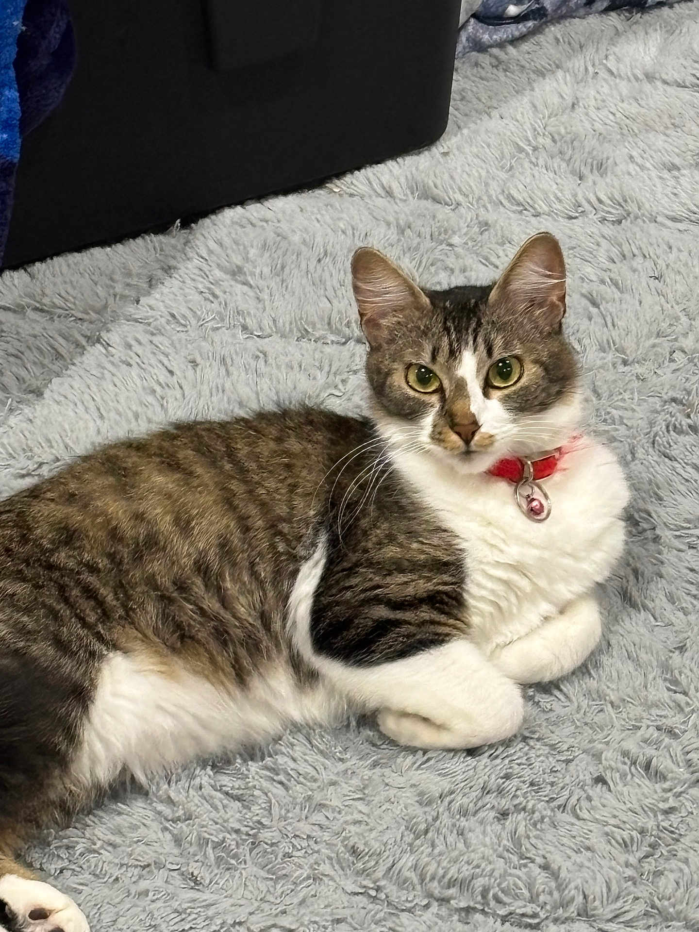 Yuki joined the competition — help win amazing prizes! cat, tabby, white_fur, green_eyes, collar, bell, pet, indoor, rug, fluffy, gray_rug, resting, animal, cute, feline, whiskers, ears, paw, relaxed, looking