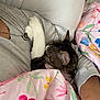 cat, tabby_cat, pet, person, arm, blanket, floral_pattern, cuddle, indoor, comfort, sleeping_cat, gray_sweater, necklace, pillow, resting, close_up, cute, cozy, soft_lighting, relaxation