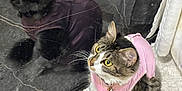Yuki is registered to the contest to win money with this photo: cat, reflection, pink_clothing, feline, fur, white_rug, marble_surface, indoor, pet, curious, sitting, whiskers, tail, yellow_eyes, domestic_animal, cute, animal, attentive, collar, fluffy