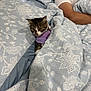 Yuki is registered to the contest to win money with this photo: cat, person, bed, blanket, comforter, pillow, purple_sweater, indoor, resting, floral_pattern, curious, pet, domestic_animal, cozy, fabric, human_arm, sleepwear, relaxing, animal_clothing, home