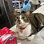 cat, tabby, pet, collar, kitchen, counter, box, red, yellow_eyes, fur, domestic_animal, curious, indoor, bubble_wrap, appliance, chair, clothing, table, household, food_packaging