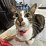 cat, pet, indoor, curious, collar, whiskers, table, kitchen, counter, box, paper_bag, fur, closeup, domestic_animal, animal, feline, eyes, nose, ears, household