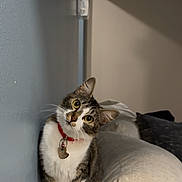 Yuki joined the competition — help win amazing prizes! animal, cat, collar, couch, curious, cute, domestic_animal, ears, eyes, fur, furniture, head_tilt, home, indoor, mammal, pet, portrait, relaxed, tabby, whiskers