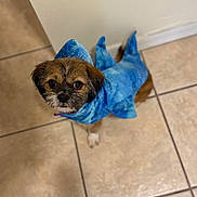 Poseidon is registered to the contest to win money with this photo: dog, small_dog, costume, shark_costume, blue_costume, pet, animal, indoor, tile_floor, looking_up, cute, curious, fur, ears, tail, brown_fur, black_nose, whiskers, puppy, adorable