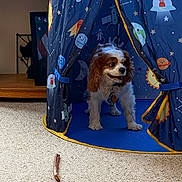 Louie joined the competition — help win amazing prizes! dog, cavalier_king_charles_spaniel, tent, space_theme, carpet, indoor, play_tent, toy, treat, pet, window, art, decor, animal, cute, furry, smiling, happy, home, cozy